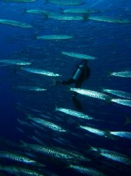 Barracuda everywhere... Shark Reef, Ras Mohamed Park take... by Nikki Van Veelen 